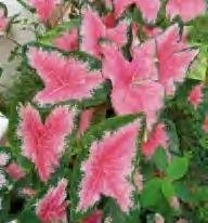 Caladium Ace Of Heart TC | Grower's Choice, Foshan Collection