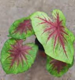 Caladium Lemon Splash TC | Grower's Choice, Foshan Collection