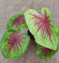 Caladium Lemon Splash TC | Grower's Choice, Foshan Collection