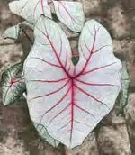 Caladium Fantasia TC | Grower's Choice, Foshan Collection