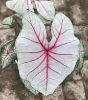 Caladium Fantasia TC | Grower's Choice, Foshan Collection