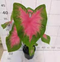 Caladium Neon TC | Grower's Choice, Foshan Collection