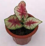 Caladium Bloody Heart TC | Grower's Choice, Foshan Collection