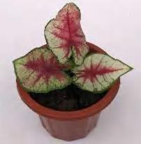 Caladium Bloody Heart TC | Grower's Choice, Foshan Collection