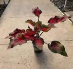 Caladium Dragon Heart TC | Grower's Choice, Foshan Collection