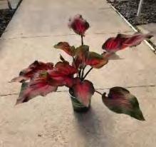 Caladium Dragon Heart TC | Grower's Choice, Foshan Collection