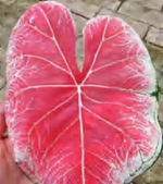 Caladium Pretty Walnut TC | Grower's Choice, Foshan Collection