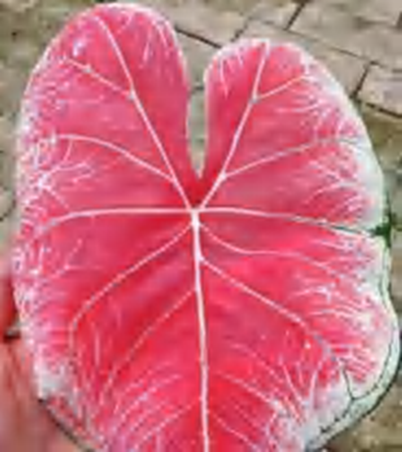 Caladium Pretty Walnut TC | Grower's Choice, Foshan Collection