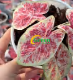 Caladium Charlotte TC | Grower's Choice, Foshan Collection
