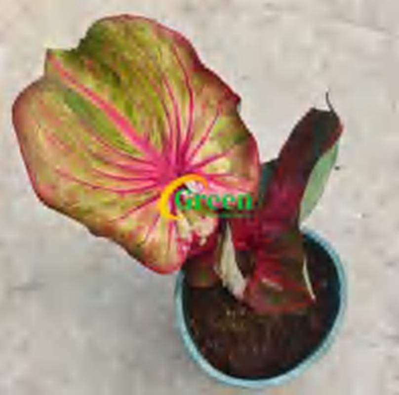 Caladium Smoothie TC | Grower's Choice, Foshan Collection