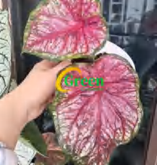 Caladium Monet TC | Grower's Choice, Foshan Collection