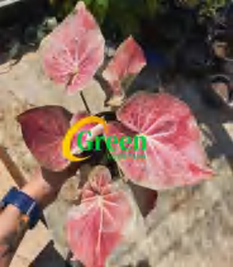Caladium Hula TC | Grower's Choice, Foshan Collection