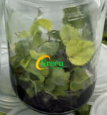 Caladium Flight Bumblebee TC | Grower's Choice, Foshan Collection