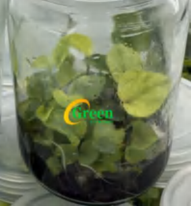 Caladium Flight Bumblebee TC | Grower's Choice, Foshan Collection