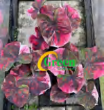 Caladium Red Apple TC | Grower's Choice, Foshan Collection