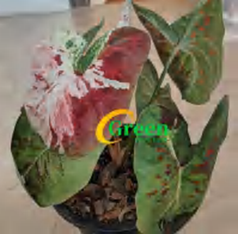 Caladium Autumn Maple TC | Grower's Choice, Foshan Collection