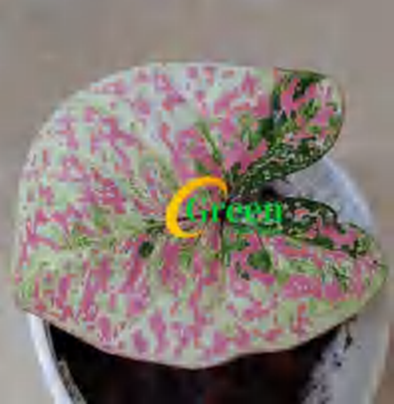 Caladium Bubble TC | Grower's Choice, Foshan Collection