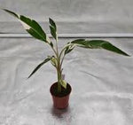 Musa Albo TC | Grower's Choice, Foshan Collection