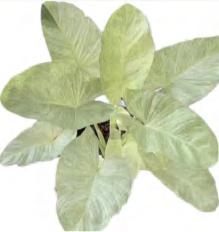 Homalomena Sulcata Cream Frost TC | Grower's Choice, Foshan Collection