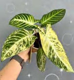 Xanthosoma Lindenii Variegated TC | Grower's Choice, Foshan Collection
