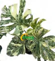 Monstera Thai Consteilation Creme Brule TC | Grower's Choice, Foshan Collection