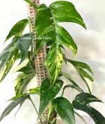 Epipremnum Pinnatum Variegated TC | Grower's Choice, Foshan Collection