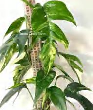 Epipremnum Pinnatum Variegated TC | Grower's Choice, Foshan Collection