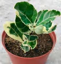 Ficus Fiddle Classic Variegated TC | Grower's Choice, Foshan Collection