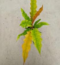Philodendron Matcha 'Ring Of Fire' TC | Grower's Choice, Foshan Collection