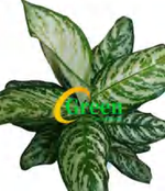 Aglaonema Green Emblem TC | Grower's Choice, Foshan Collection