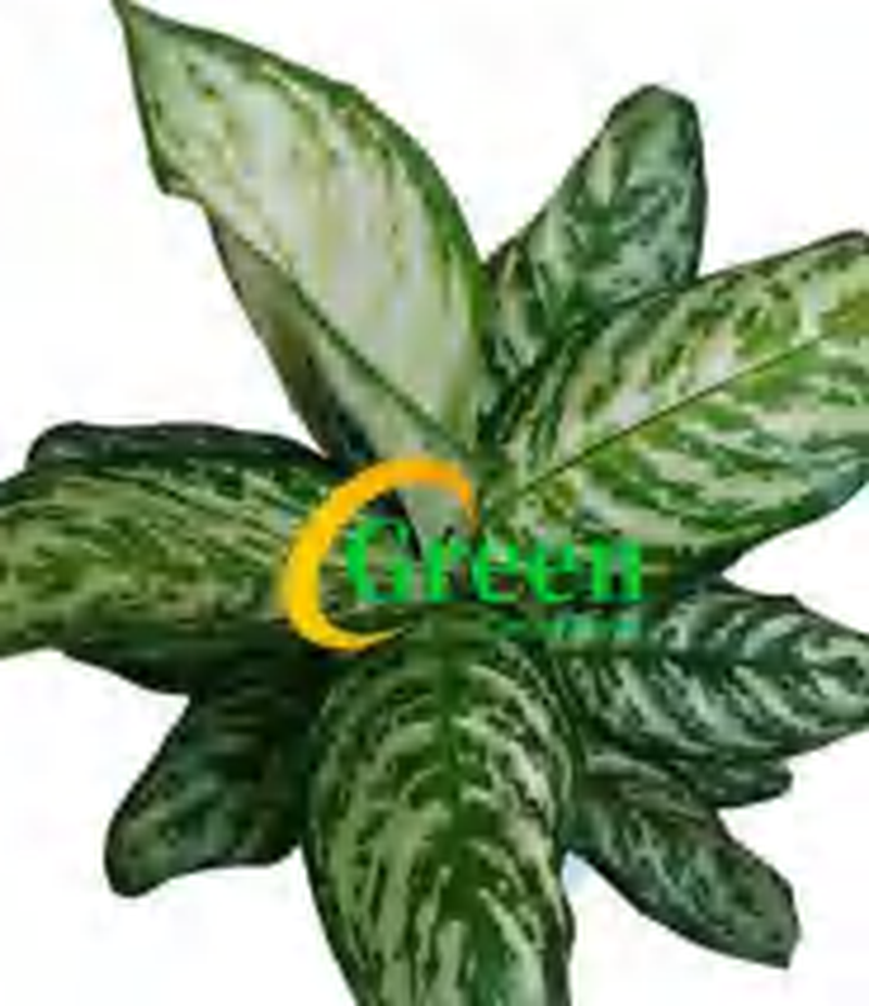 Aglaonema Green Emblem TC | Grower's Choice, Foshan Collection