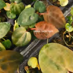 Anthurium 'Dark Phoenix' Variegated (Grade Ii) TC | Grower's Choice, Foshan Collection