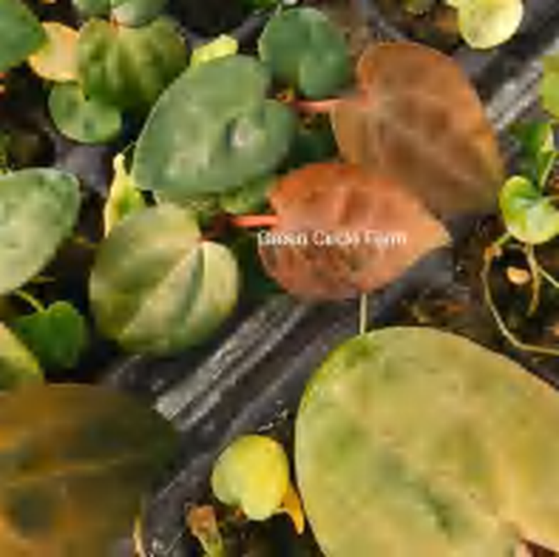 Anthurium 'Dark Phoenix' Variegated (Grade Ii) TC | Grower's Choice, Foshan Collection