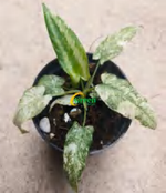 Homalomena Variegated Java TC | Grower's Choice, Foshan Collection