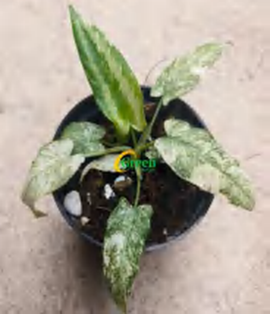 Homalomena Variegated Java TC | Grower's Choice, Foshan Collection