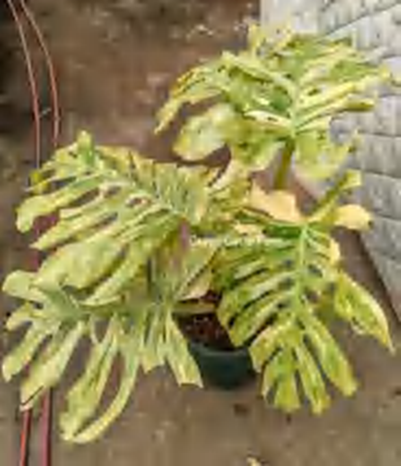 Monstera 'Lemon Lime' Variegated (Half Moon) TC | Grower's Choice, Foshan Collection