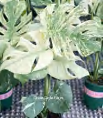 Monstera 'Ocean' TC | Grower's Choice, Foshan Collection