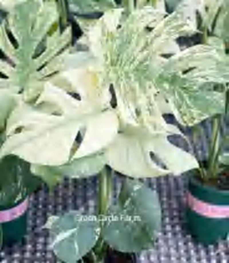 Monstera 'Ocean' TC | Grower's Choice, Foshan Collection
