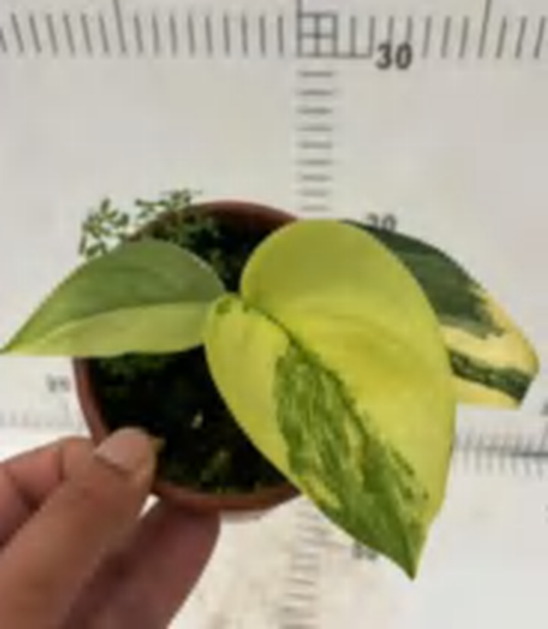 Scindapsus Pictus TC | Grower's Choice, Foshan Collection