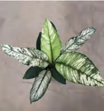Spathiphyllum 'Sensation' Albo Variegated TC | Grower's Choice, Foshan Collection