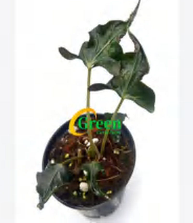 Alocasia Longiloba Purple TC | Grower's Choice, Foshan Collection