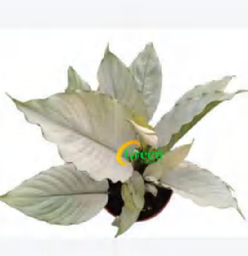 Solanum Uleanum TC | Grower's Choice, Foshan Collection