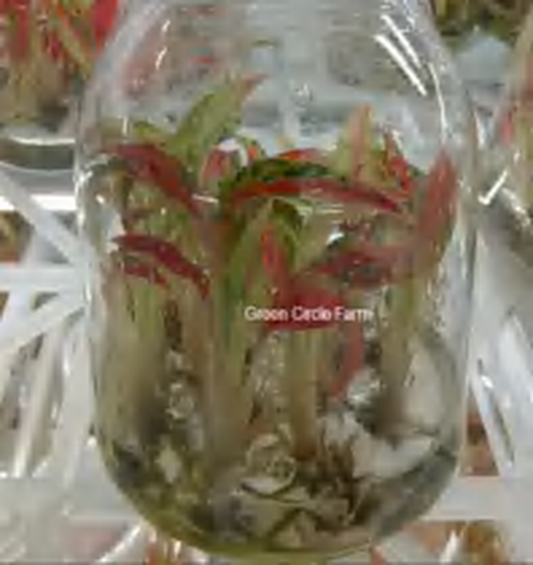 Aglaonema Neon TC | Grower's Choice, Foshan Collection