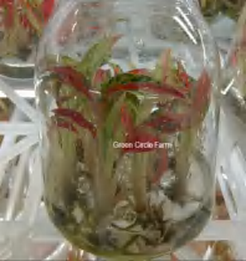 Aglaonema Neon TC | Grower's Choice, Foshan Collection