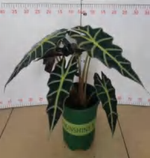 Alocasia Amazon Queen TC | Grower's Choice, Foshan Collection