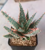 Aloe Red Thorn TC | Grower's Choice, Foshan Collection