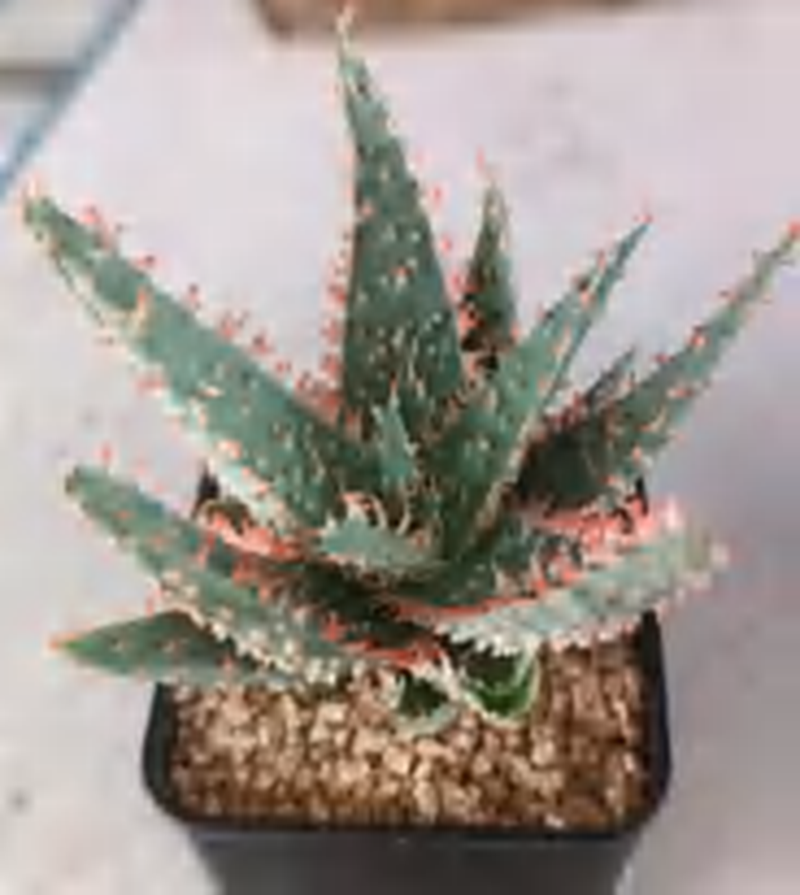 Aloe Red Thorn TC | Grower's Choice, Foshan Collection
