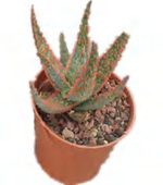 Aloe 'Blaze' Variegated TC | Grower's Choice, Foshan Collection