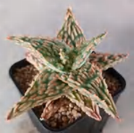 Aloe Colorful Starburst TC | Grower's Choice, Foshan Collection