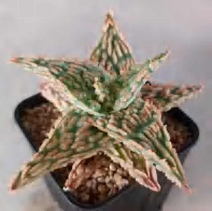 Aloe Colorful Starburst TC | Grower's Choice, Foshan Collection
